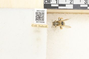 Media type: image;   Entomology 770336 Aspect: Labels
